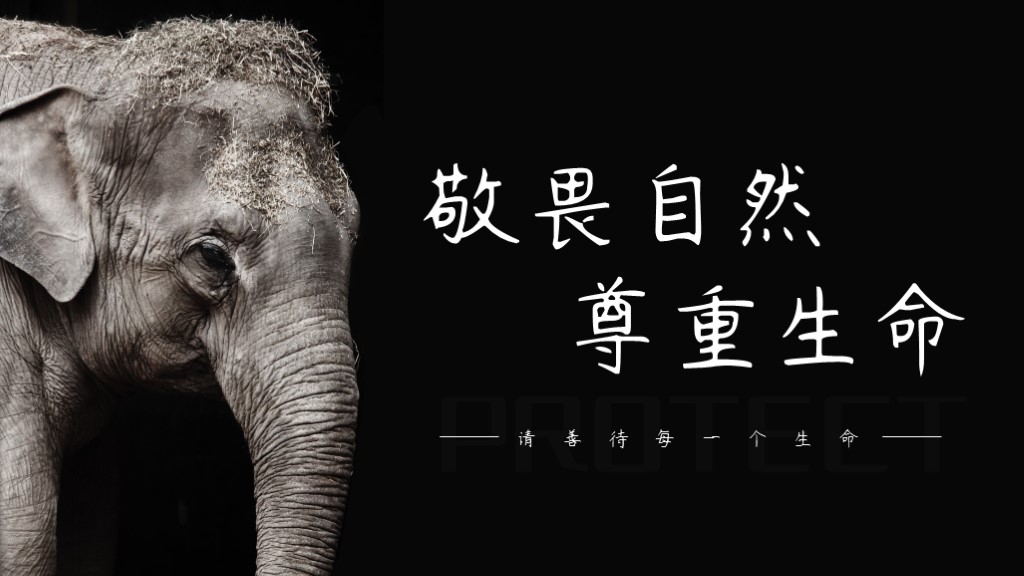 ppt模板-保护动物关爱自然宣传教育类PPT