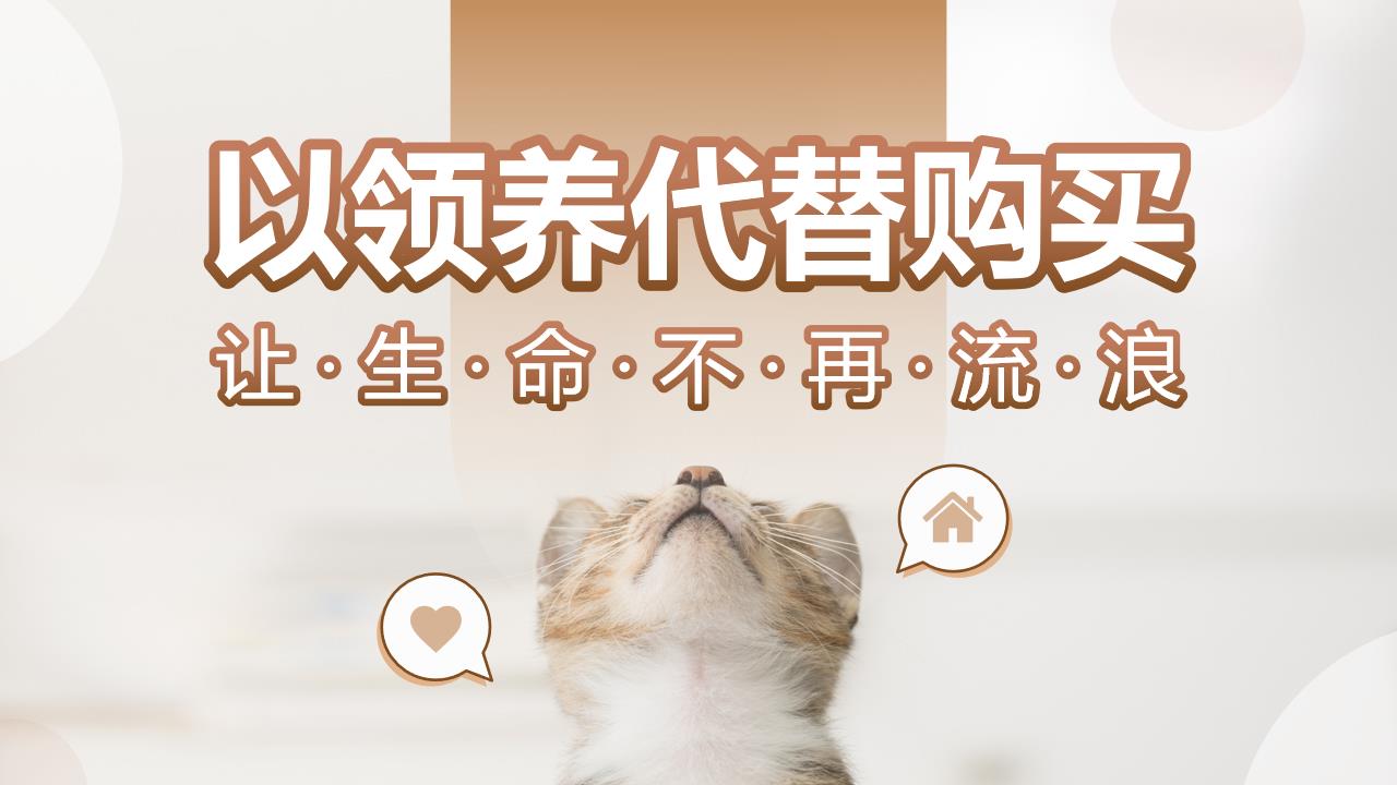 ppt模板-以领养代替购买