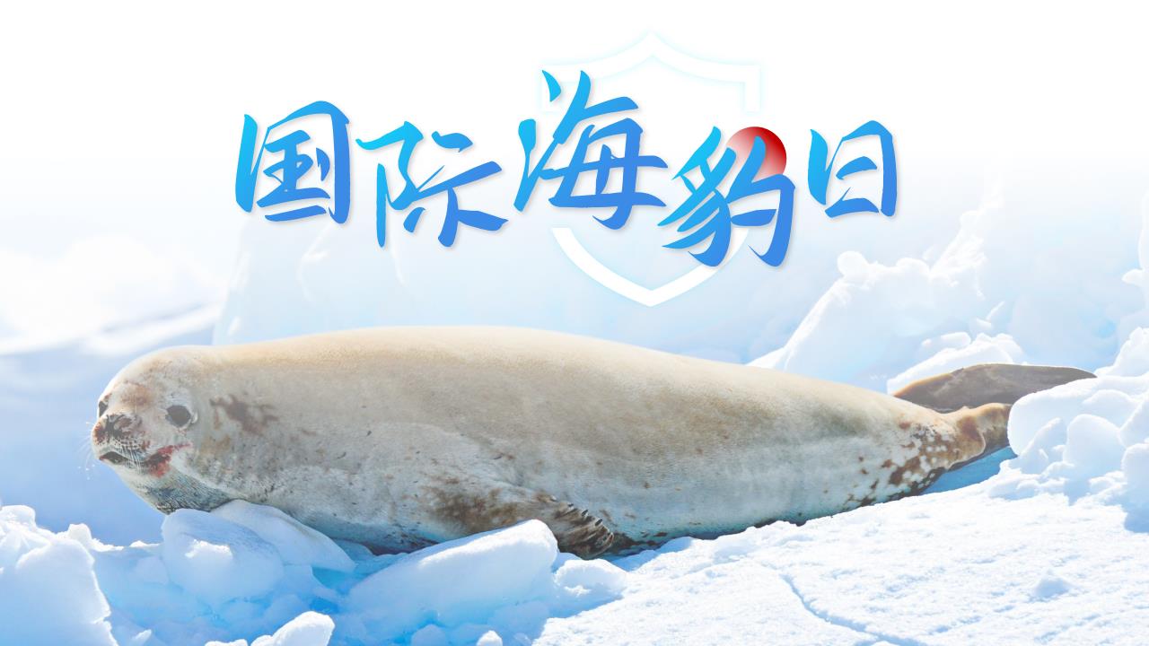 ppt模板-国际海豹日！