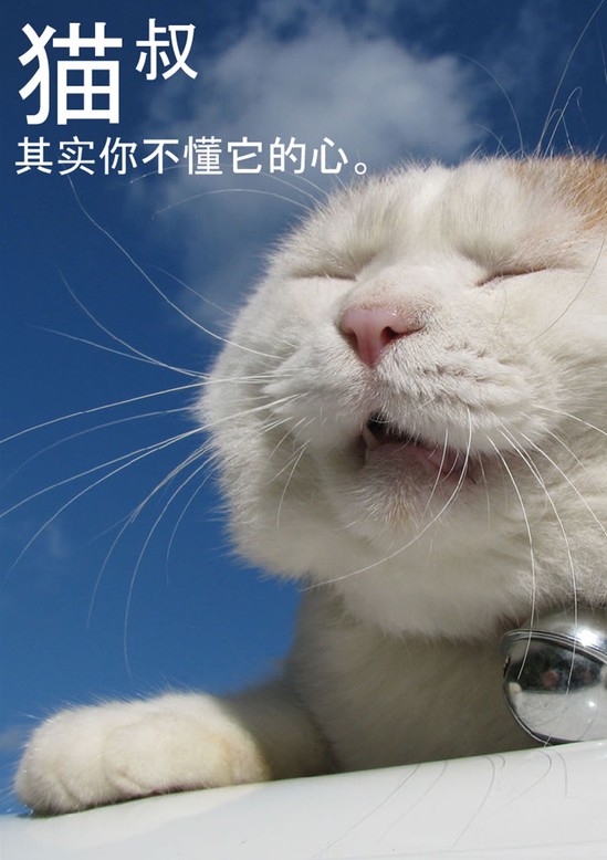 word模板-猫叔其实你不懂它心封面